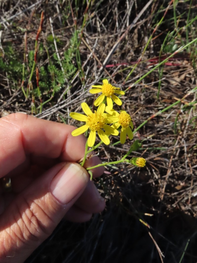 Senecio burchellii photo 2
