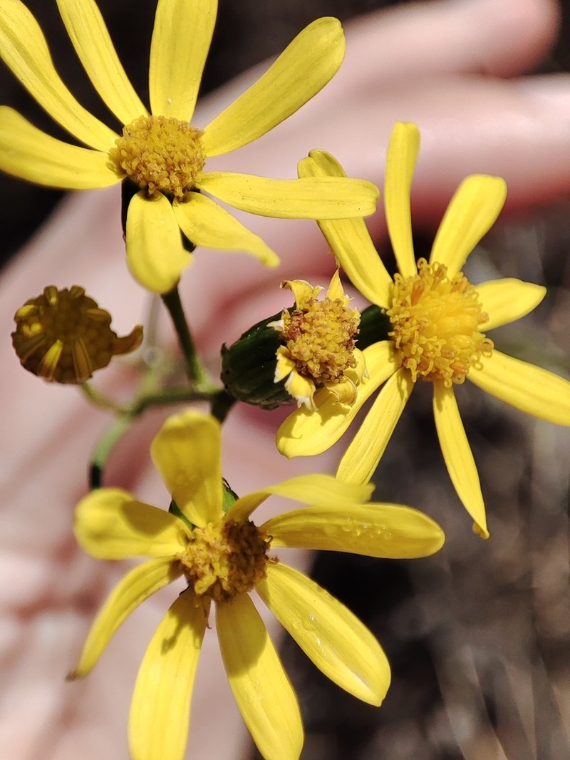 Senecio burchellii photo 3