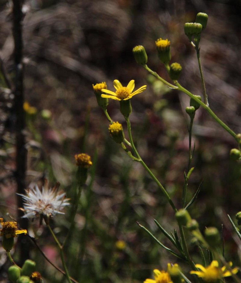 Senecio burchellii photo 5