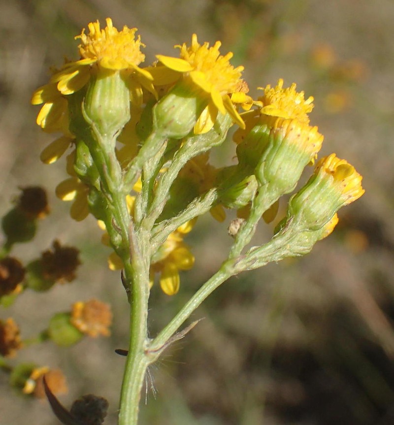Senecio burchellii photo 8