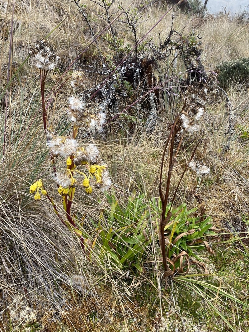 Senecio burkartii