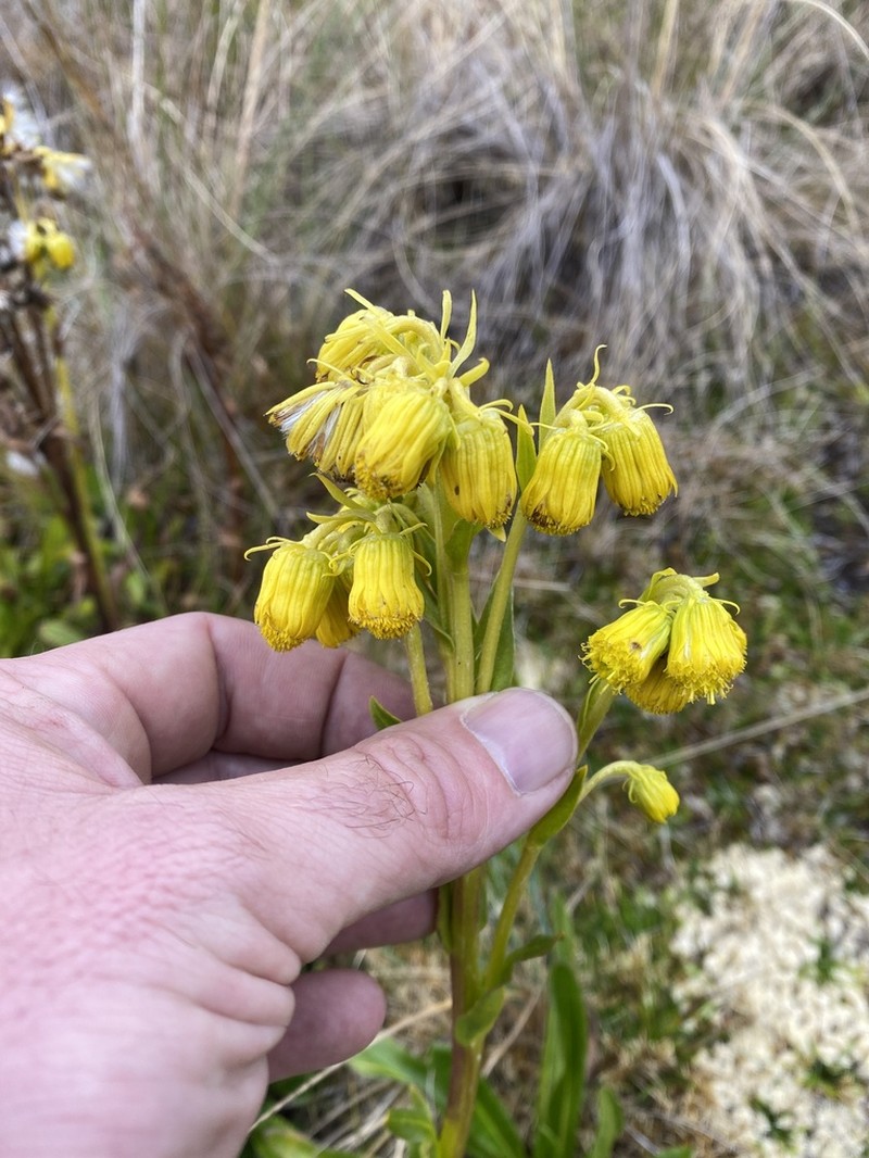 Senecio burkartii photo 2