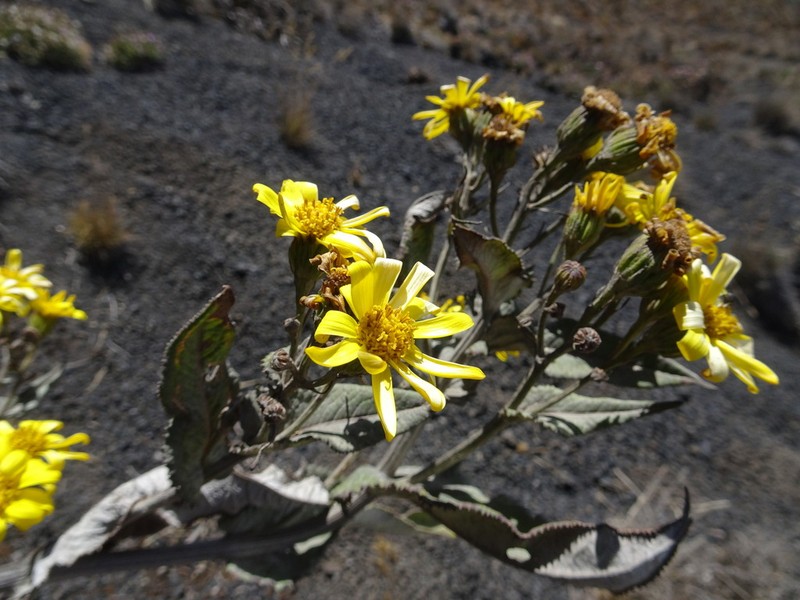 Senecio burtonii