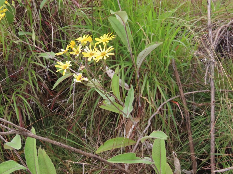 Senecio burtonii photo 4