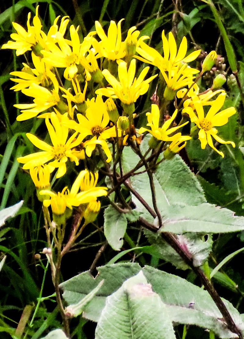 Senecio burtonii photo 5