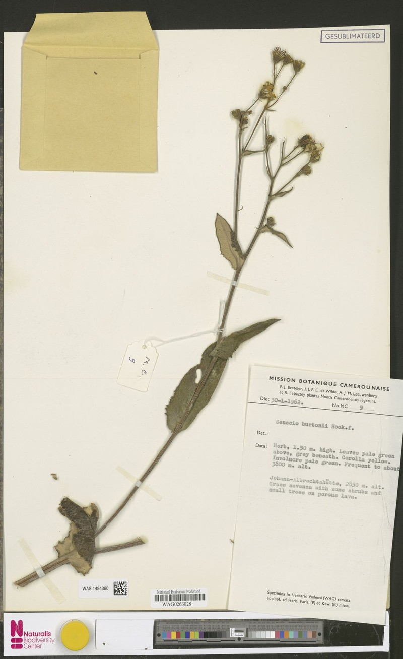Senecio burtonii photo 8