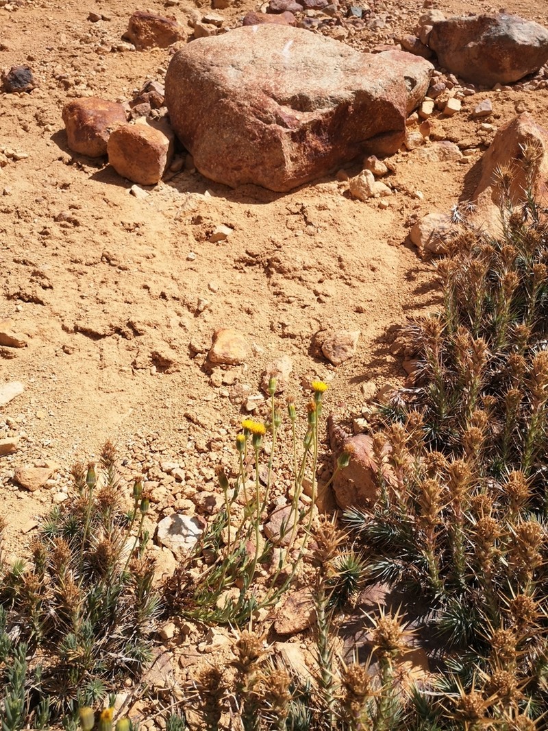Senecio bustillosianus photo 2
