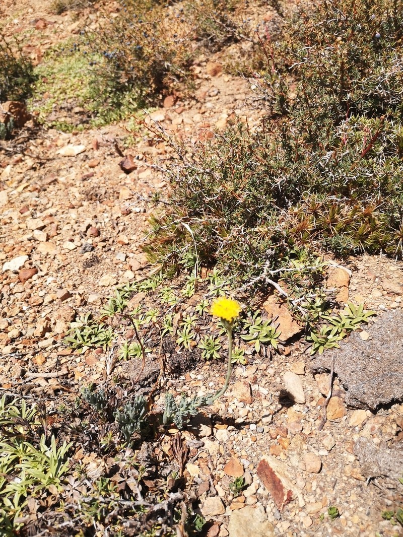 Senecio bustillosianus photo 3