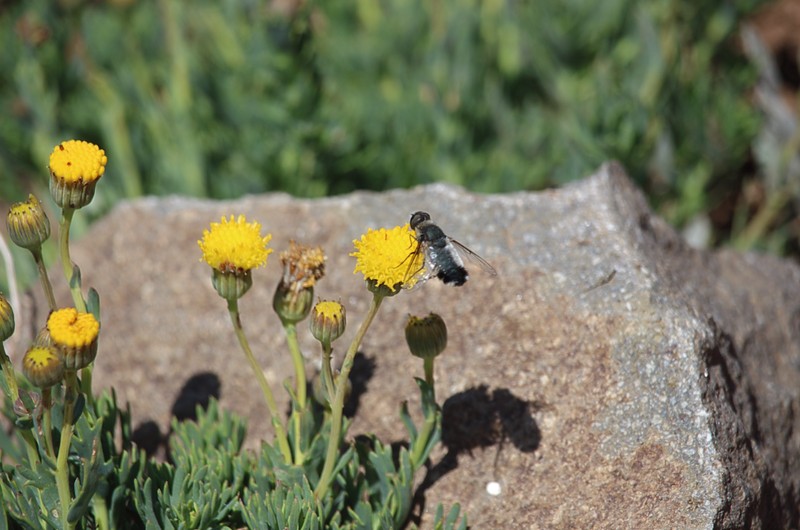 Senecio bustillosianus photo 4