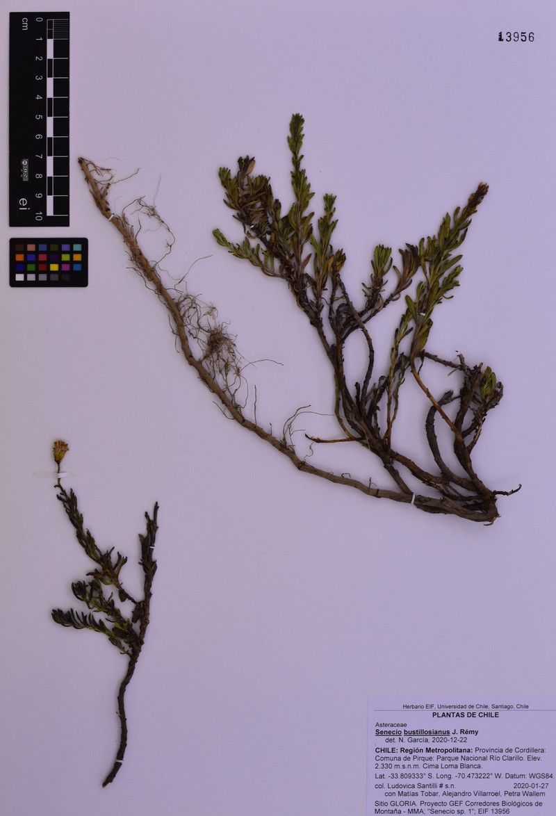 Senecio bustillosianus photo 5