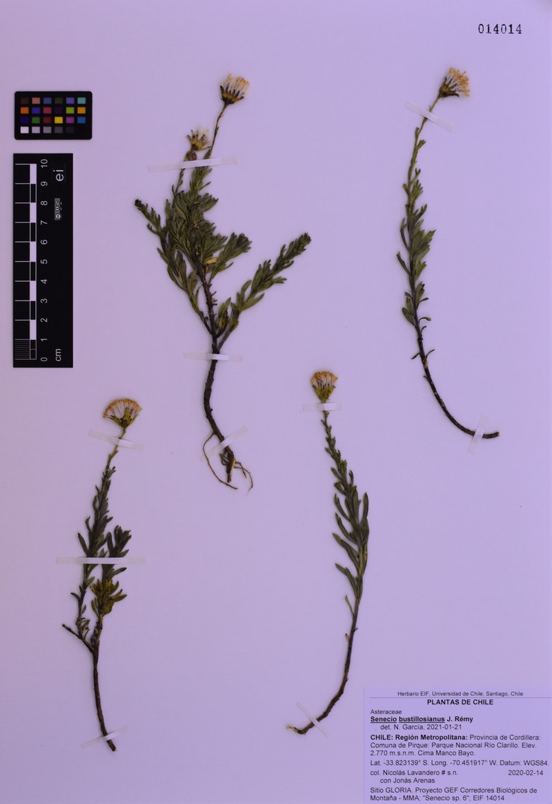 Senecio bustillosianus photo 6