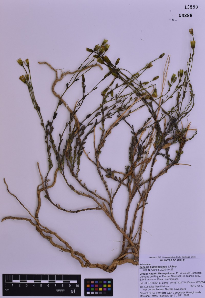 Senecio bustillosianus photo 7