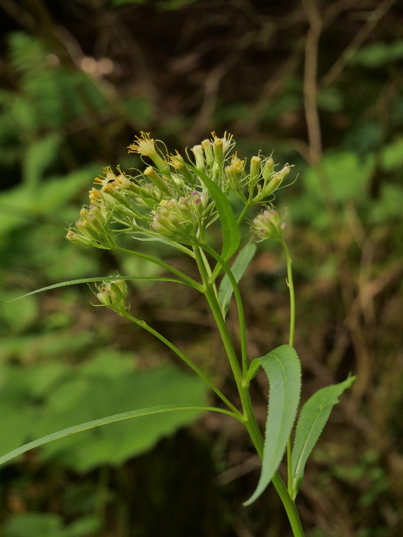 Senecio cacaliaster photo 2