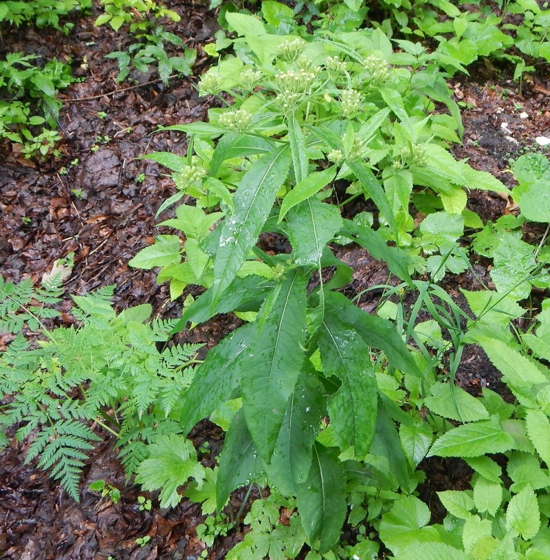 Senecio cacaliaster photo 6