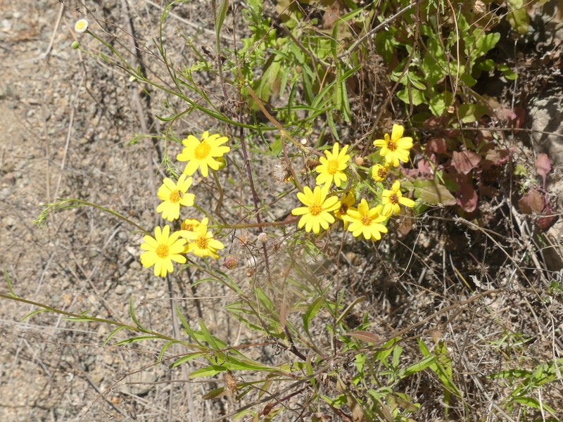 Senecio cachinalensis