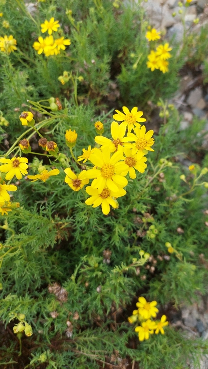 Senecio cachinalensis photo 2