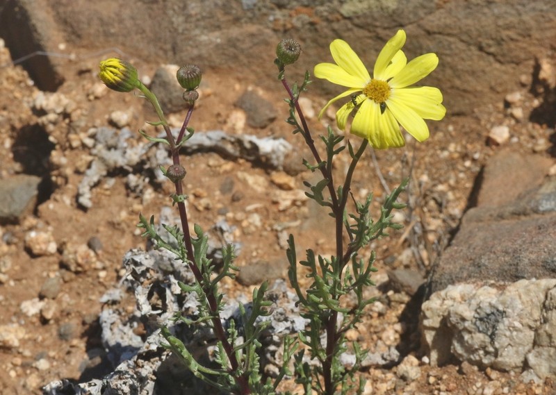Senecio cachinalensis photo 3