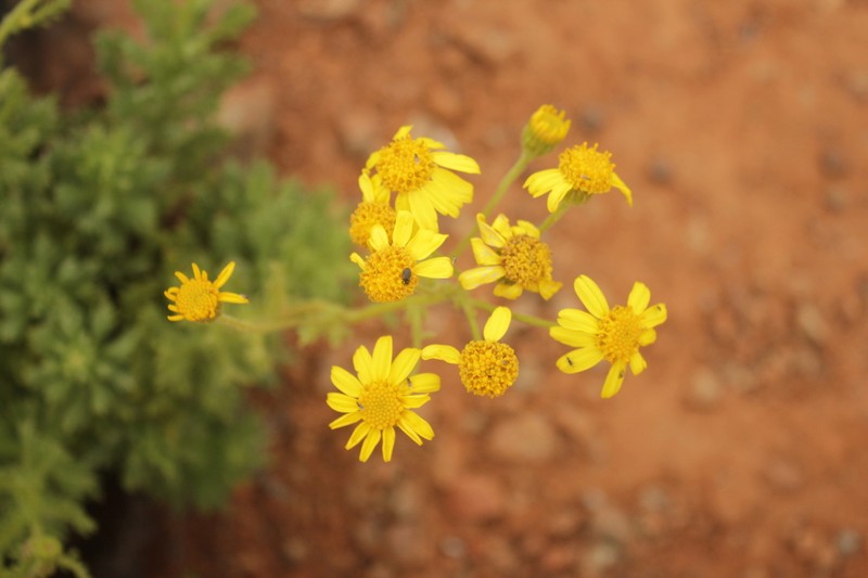 Senecio cachinalensis photo 4