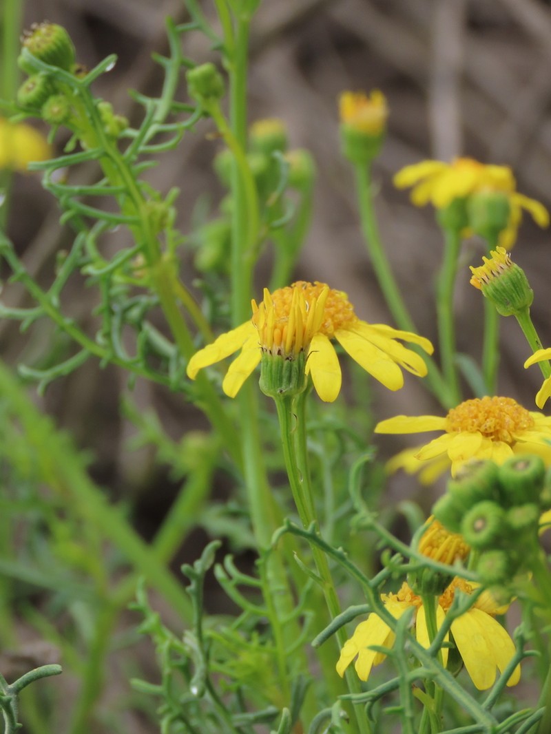 Senecio cachinalensis photo 5