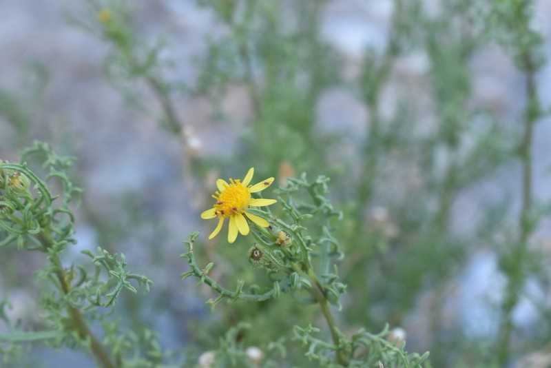 Senecio cachinalensis photo 6