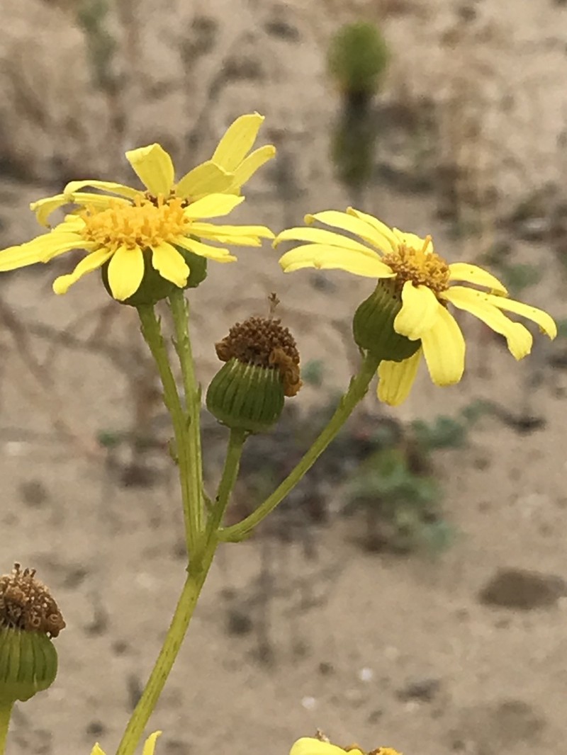 Senecio cachinalensis photo 7