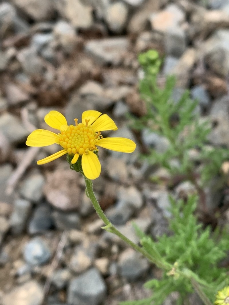 Senecio cachinalensis photo 8