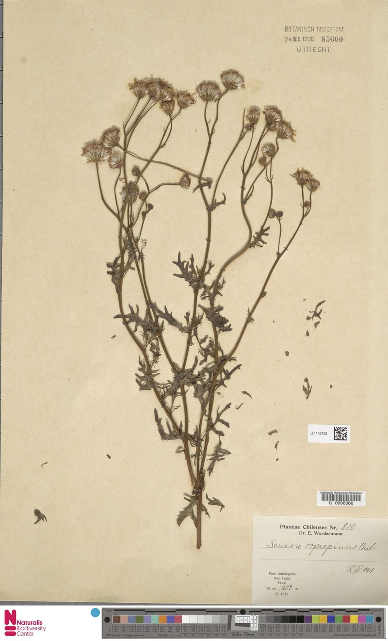Senecio cachinalensis var. copiapinus