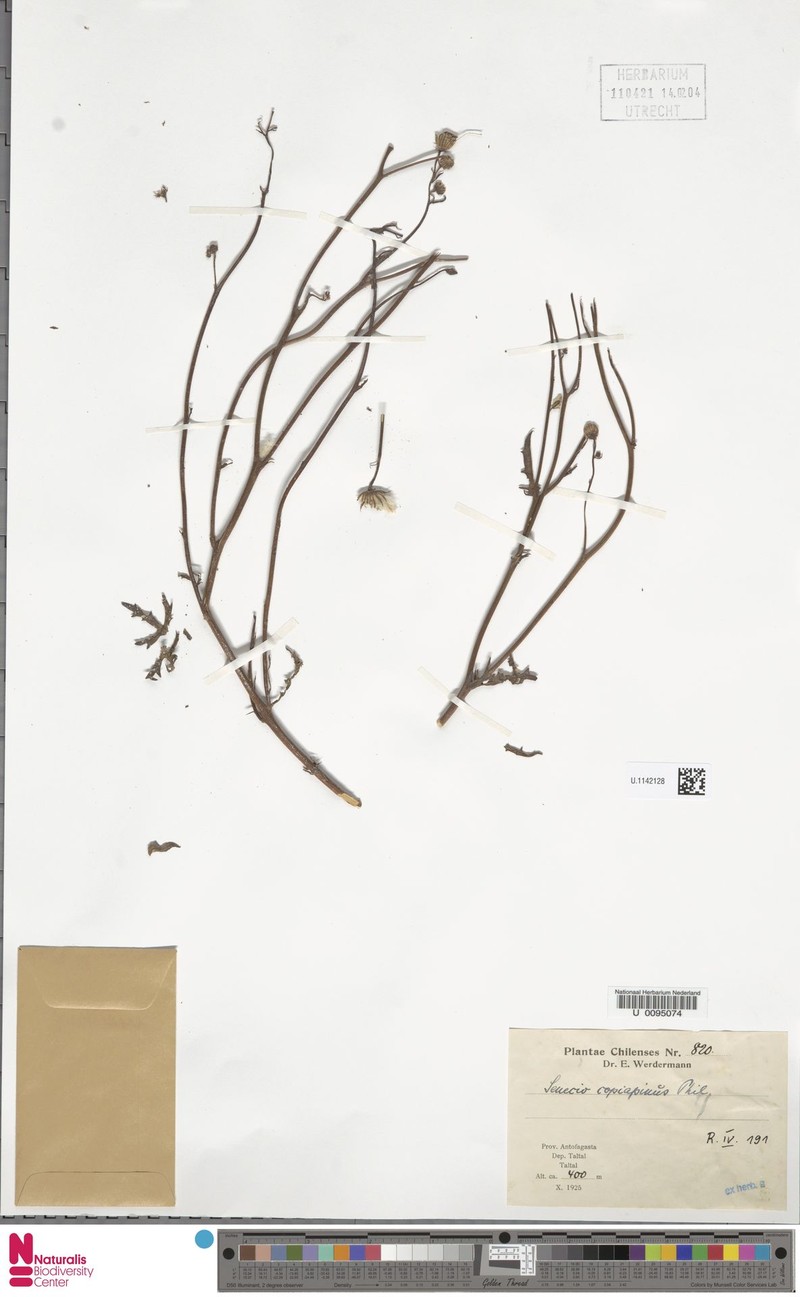 Senecio cachinalensis var. copiapinus photo 2