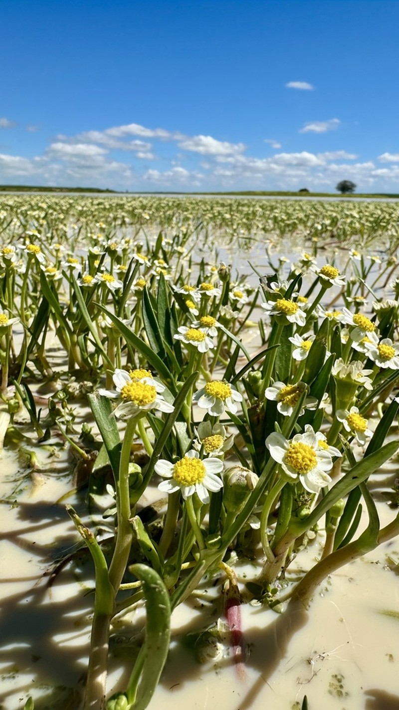 Senecio cadiscus photo 3