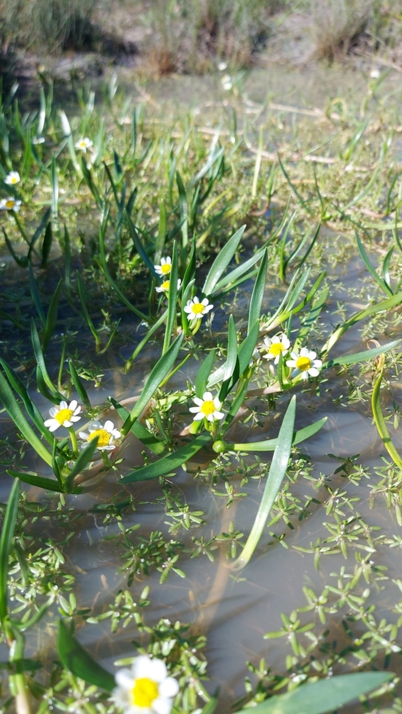 Senecio cadiscus photo 4