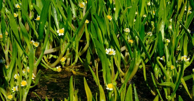 Senecio cadiscus photo 5