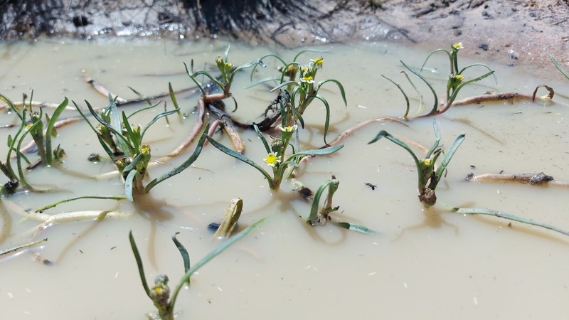 Senecio cadiscus photo 7