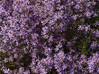 Senecio cakilefolius