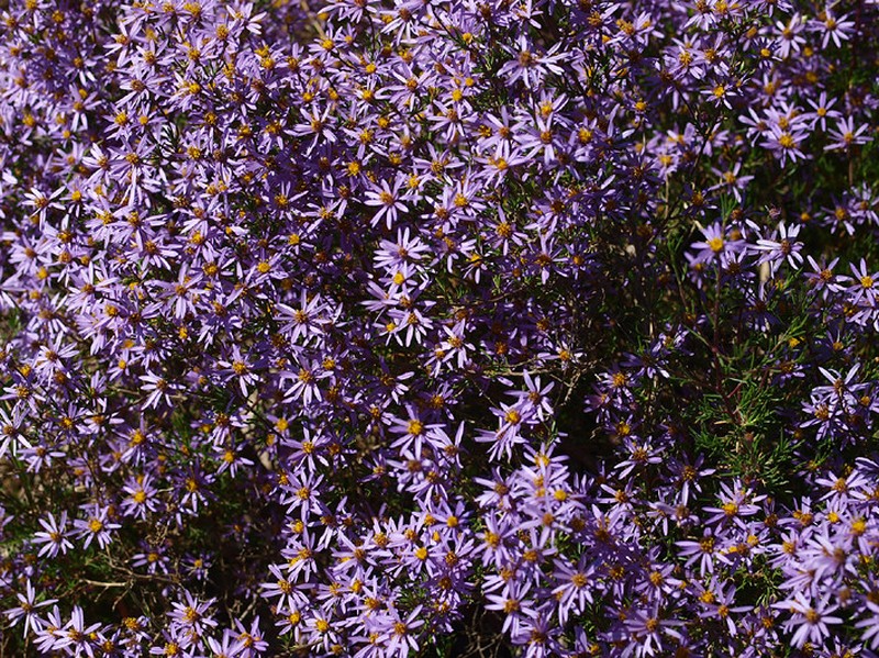 Senecio cakilefolius