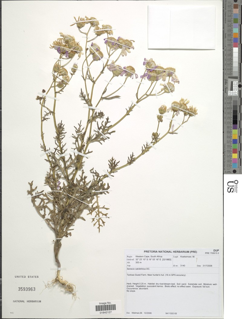Senecio cakilefolius photo 2