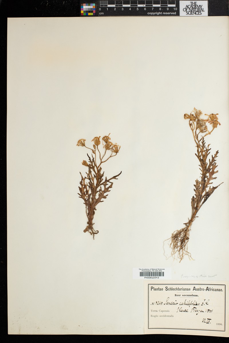 Senecio cakilefolius photo 4