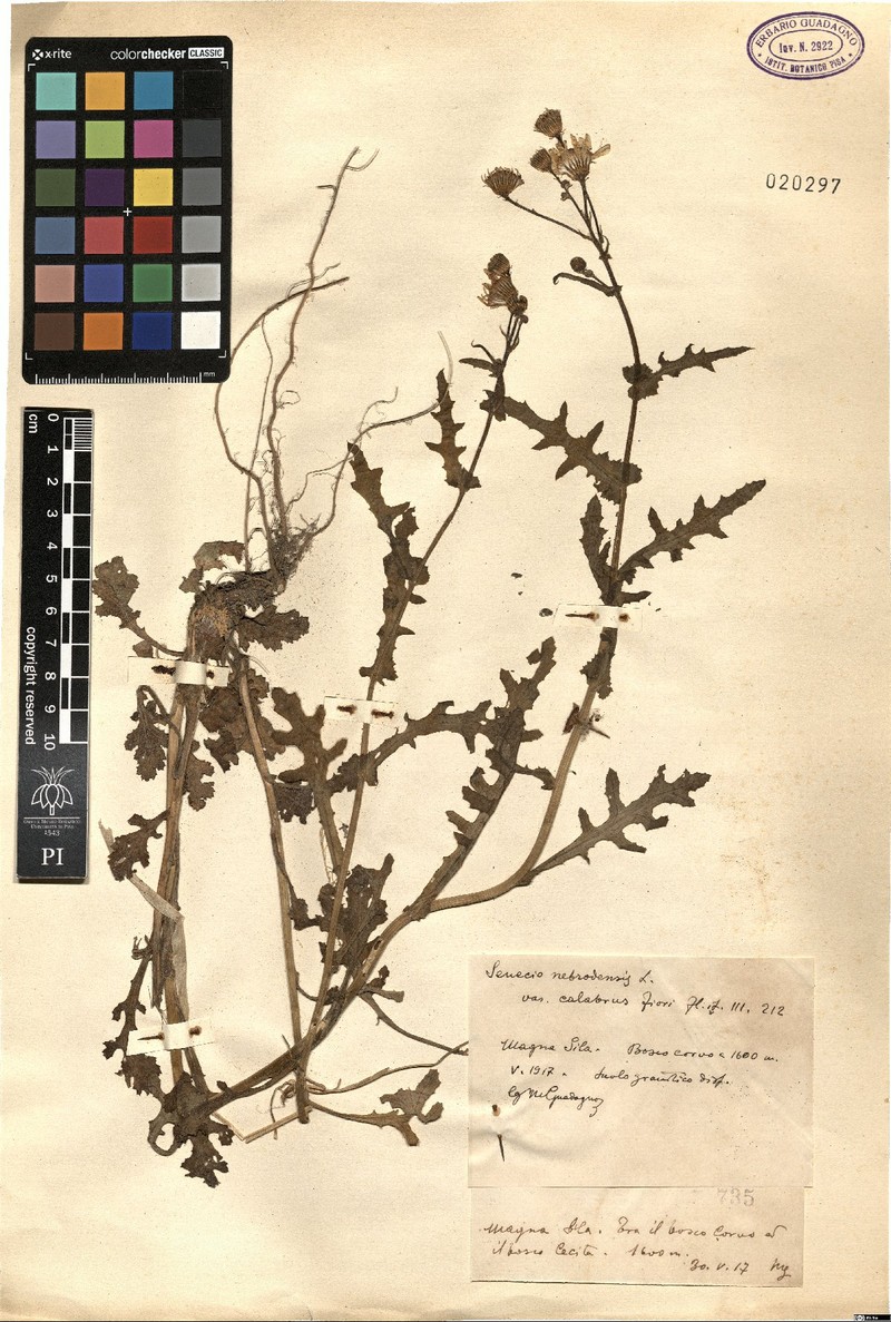 Senecio calabrus