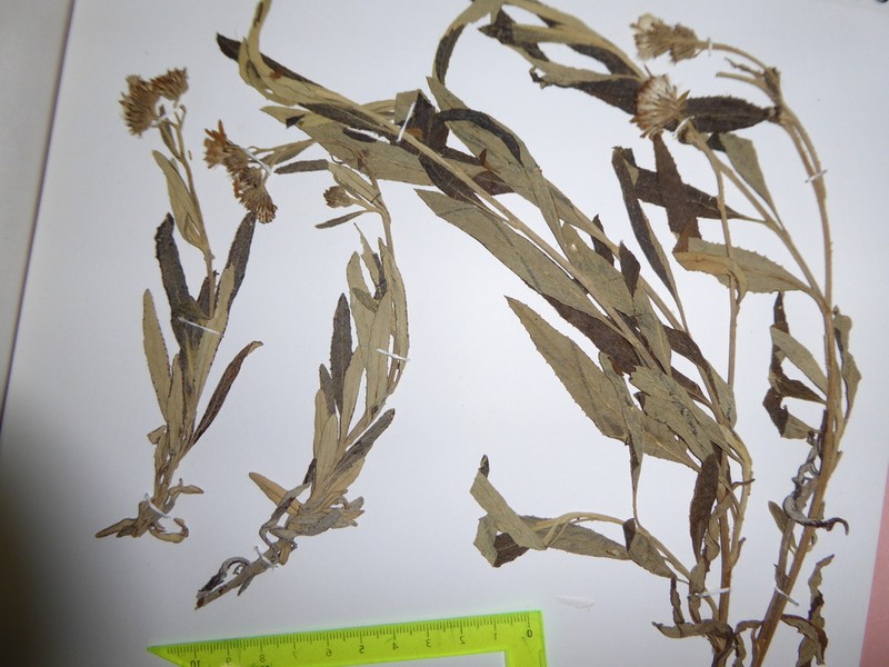 Senecio calcensis
