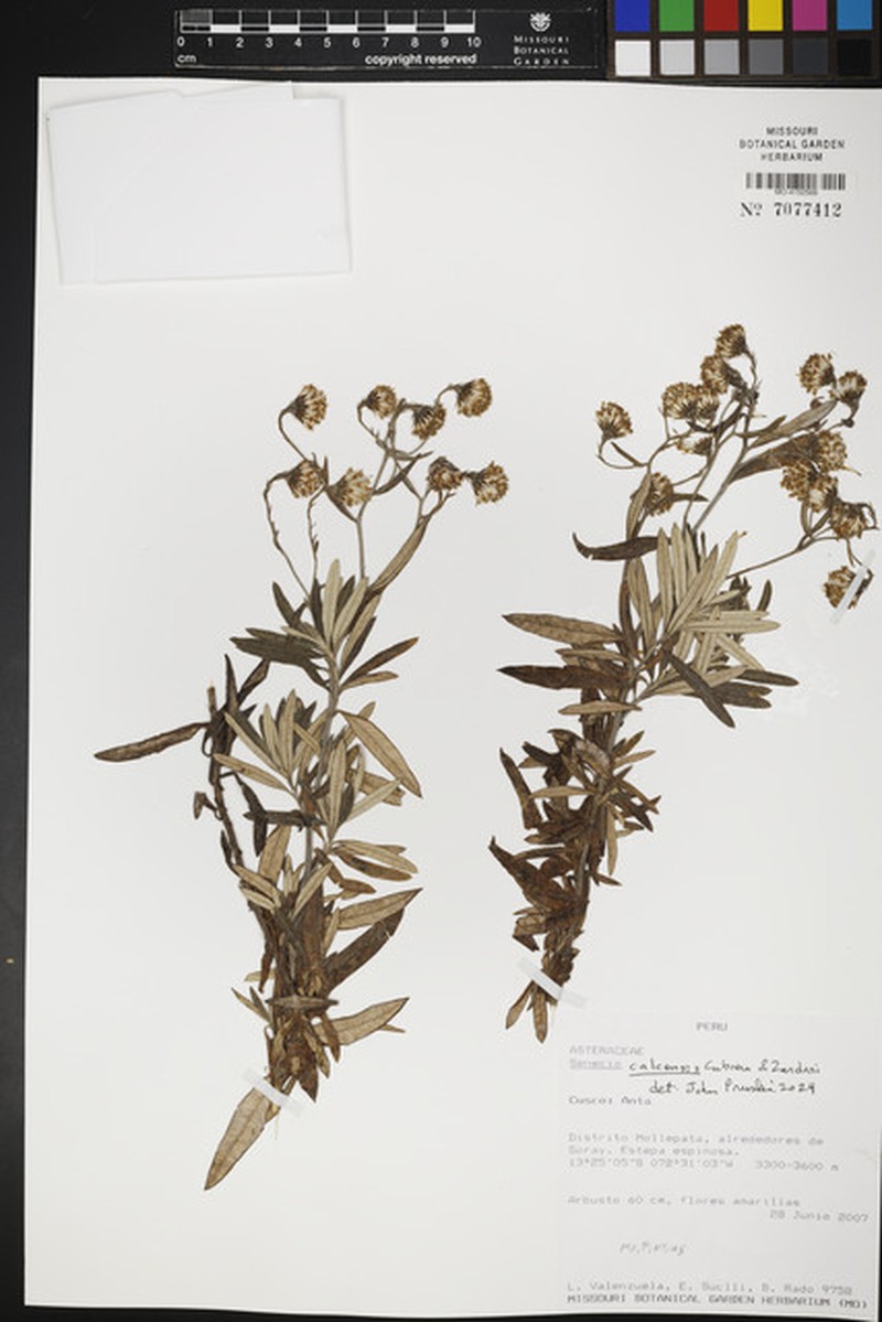 Senecio calcensis photo 2