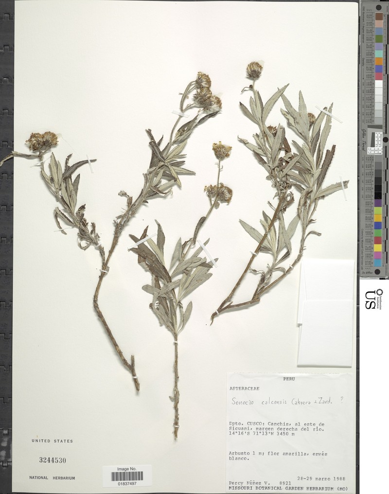 Senecio calcensis photo 3