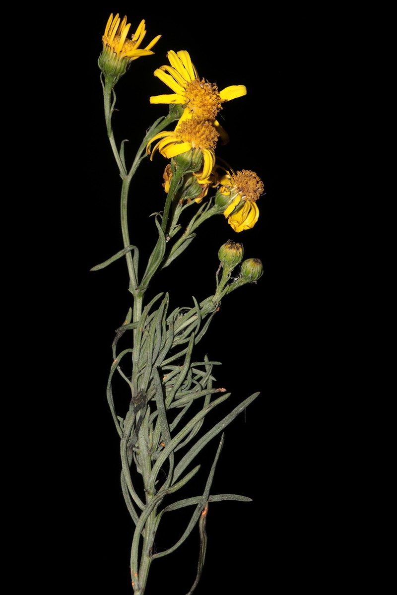 Senecio calcicola
