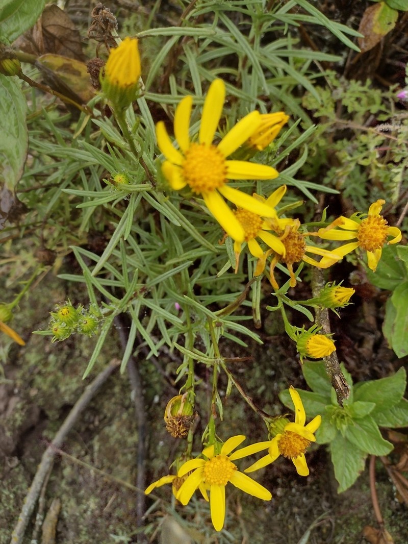 Senecio calcicola photo 2
