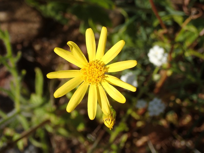 California Ragwort photo 2