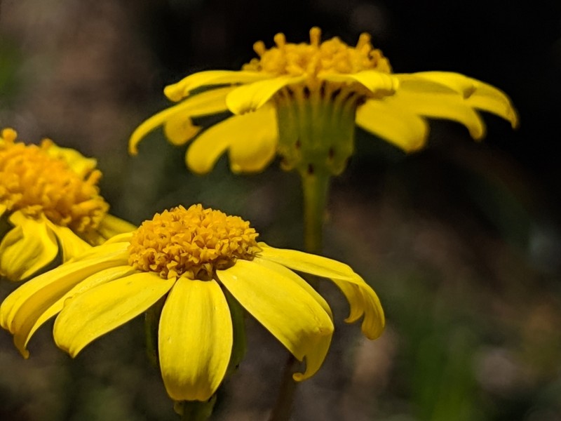 California Ragwort photo 3