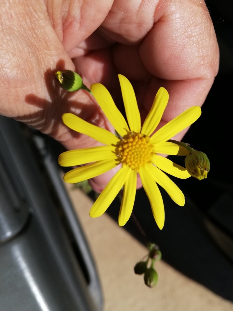 California Ragwort photo 4
