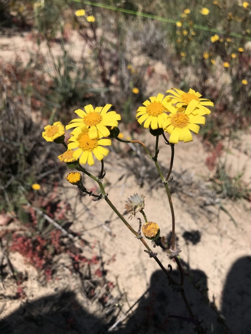 California Ragwort photo 5