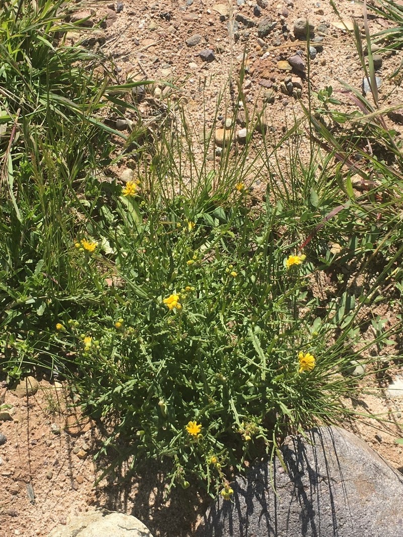 California Ragwort photo 6