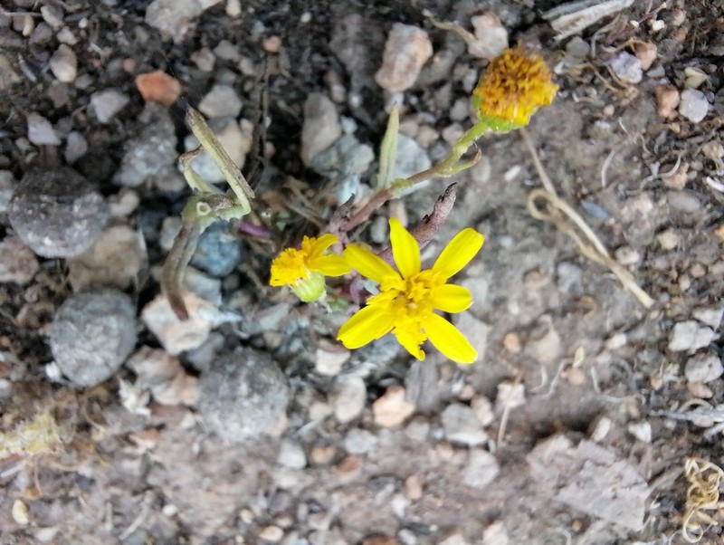 California Ragwort photo 7