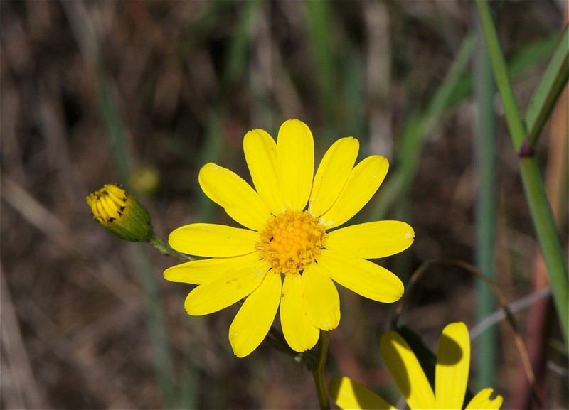 California Ragwort