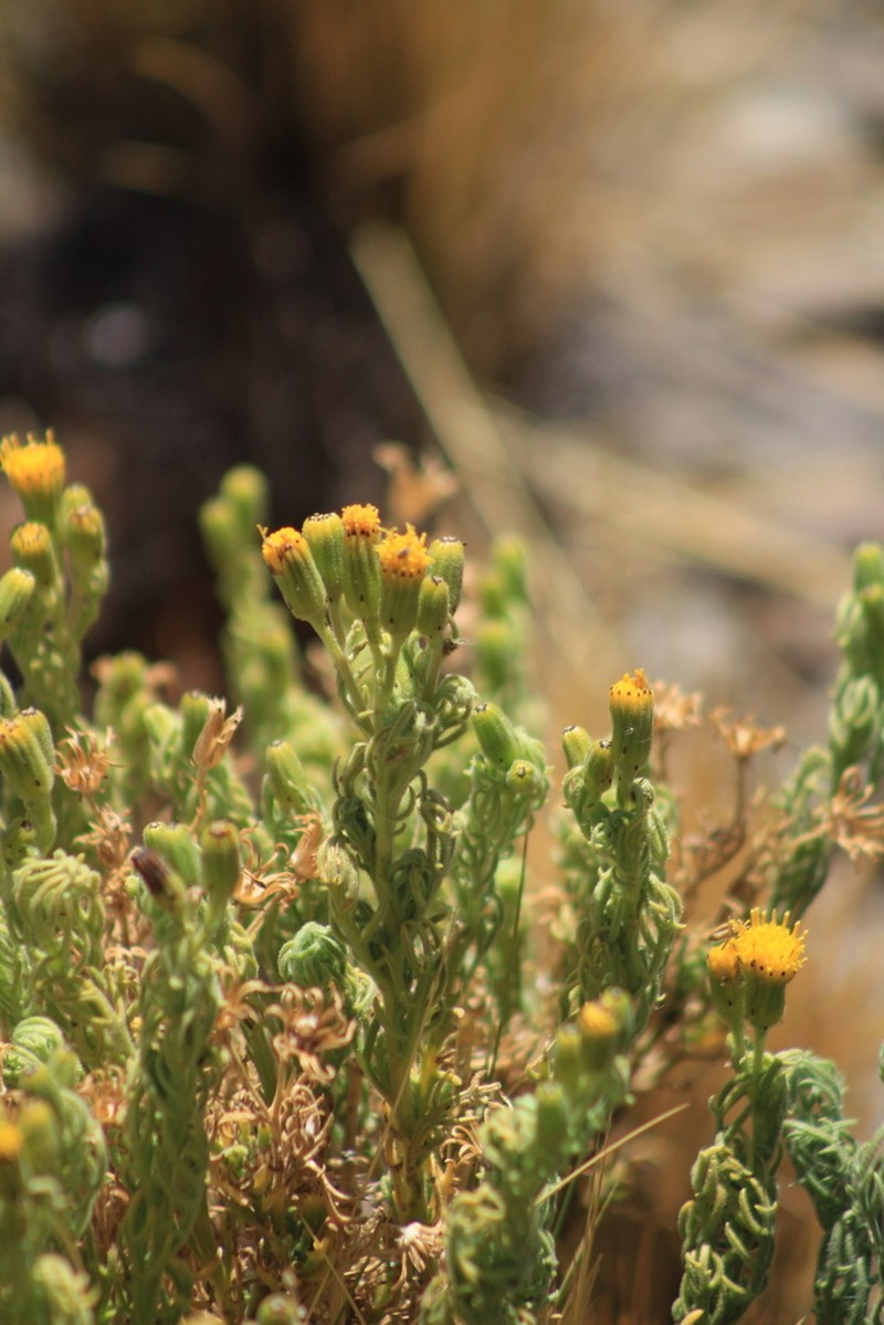 Senecio calingastensis